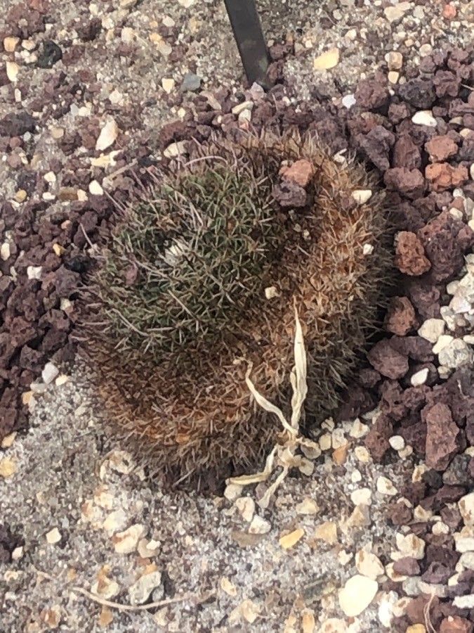 Mammillaria mystax leaf