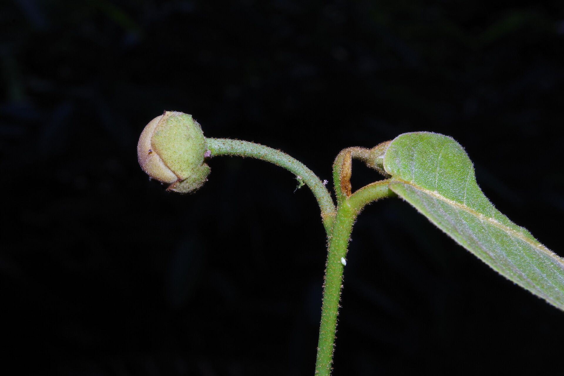 Uvaria muricata flower