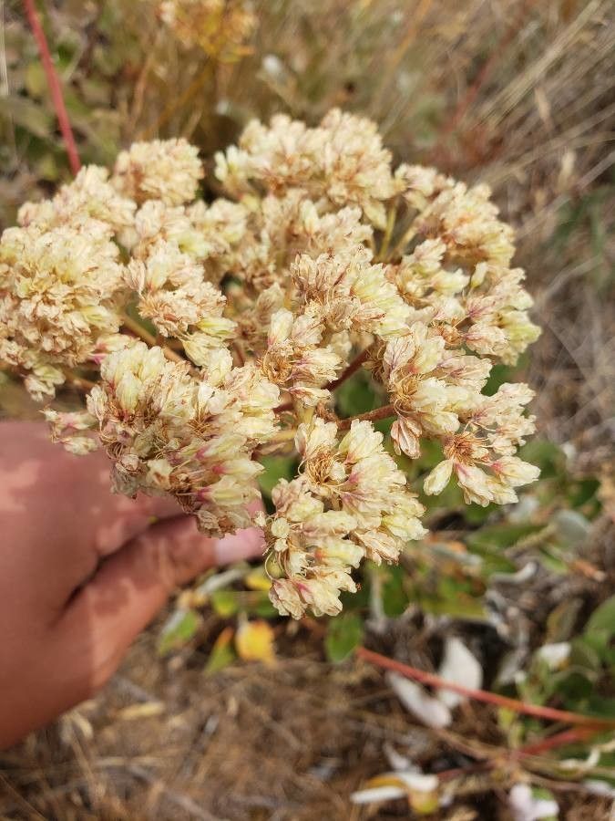 Eriogonum compositum flower