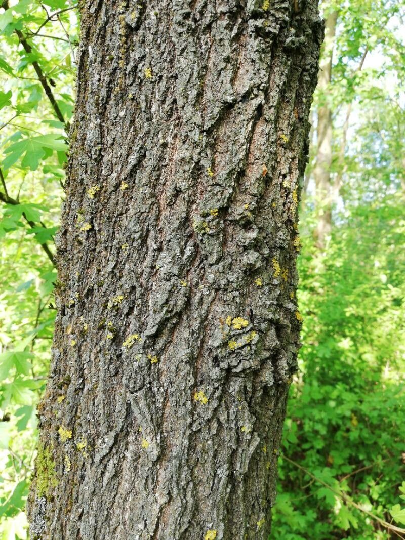 Quercus cerris x Quercus robur bark
