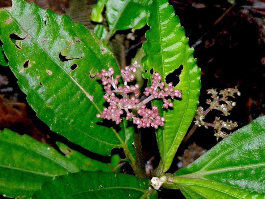 Pilea pteropodon other