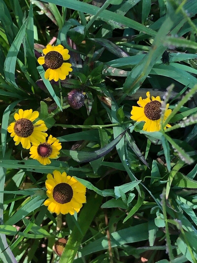 Helenium flexuosum habit
