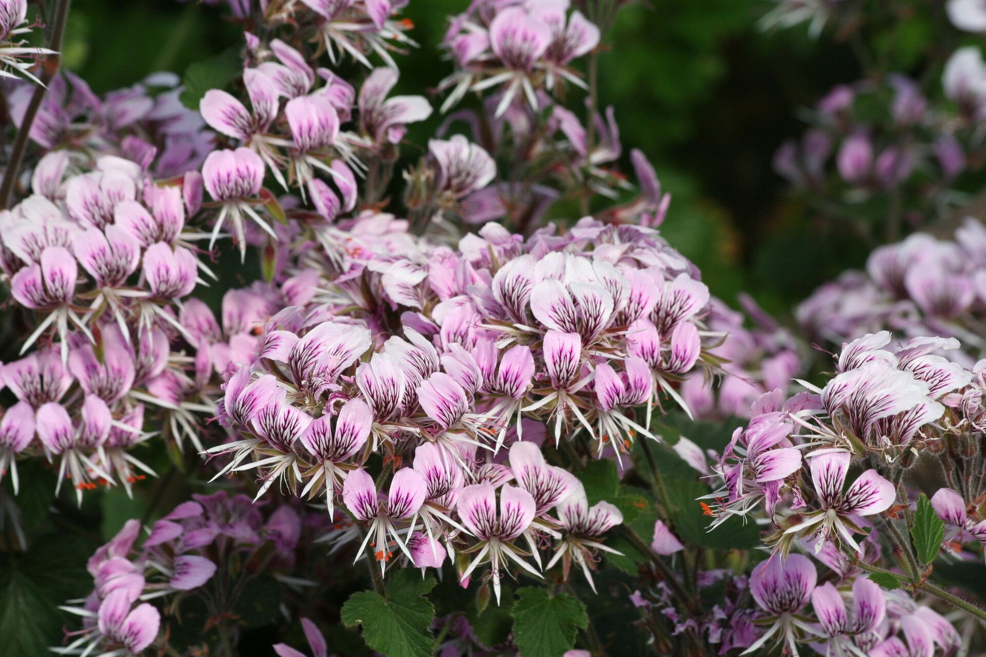 Pelargonium ribifolium flower