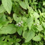 Ageratum conyzoides