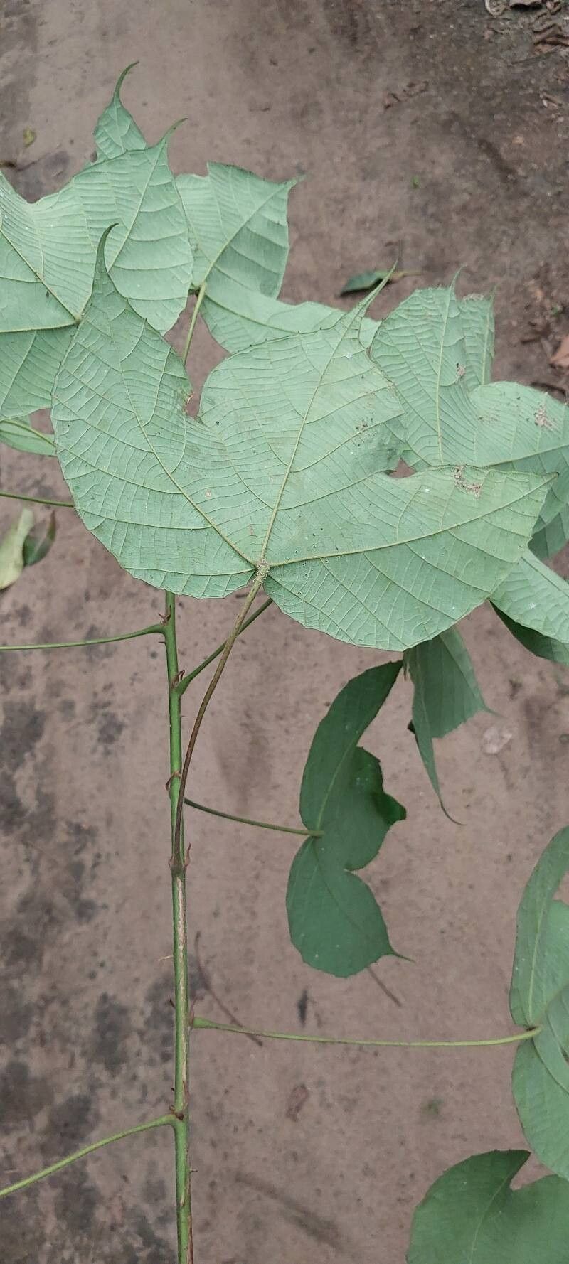 Macaranga saccifera — houseplant care guide