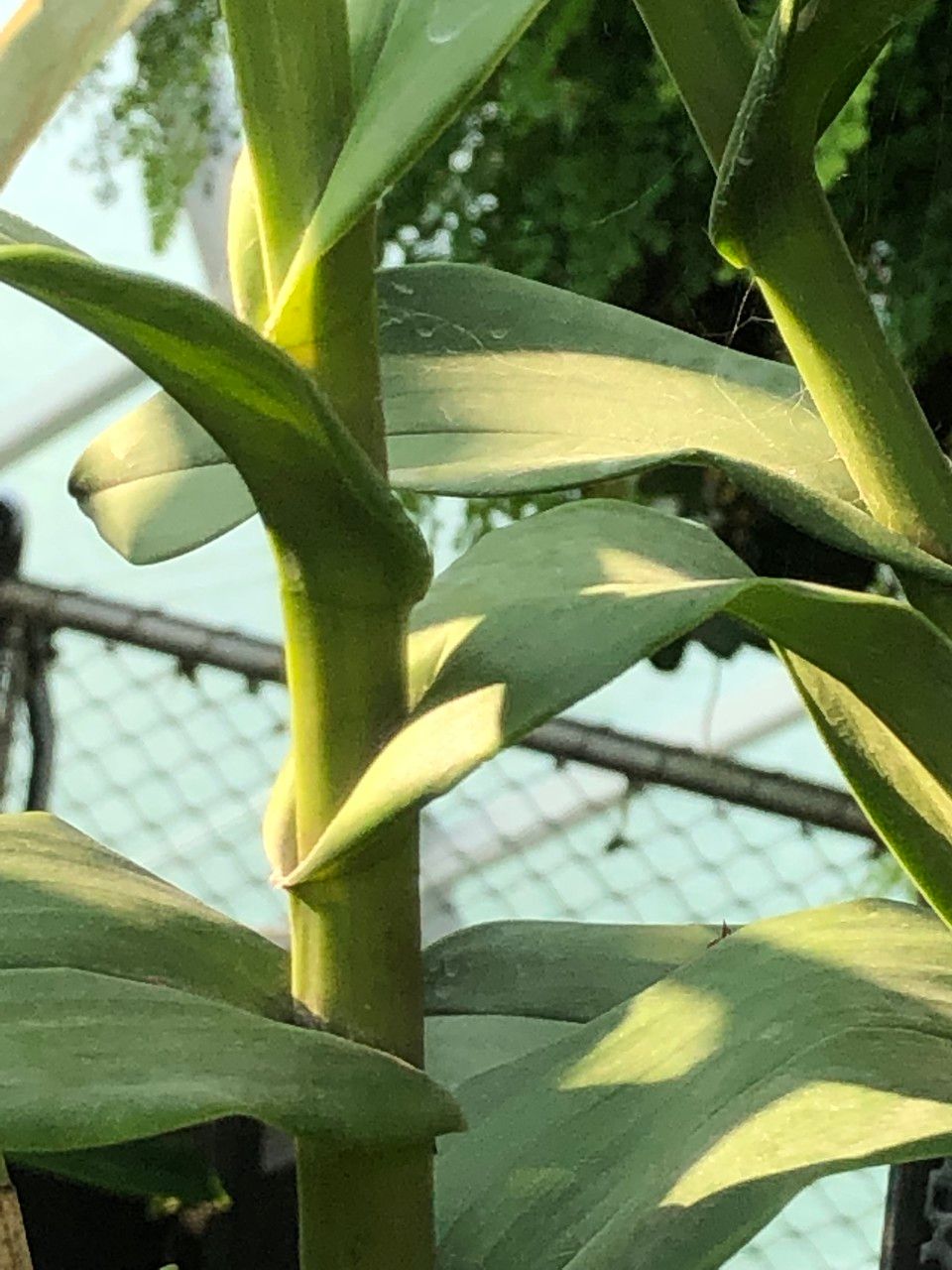 Epidendrum atacazoicum bark