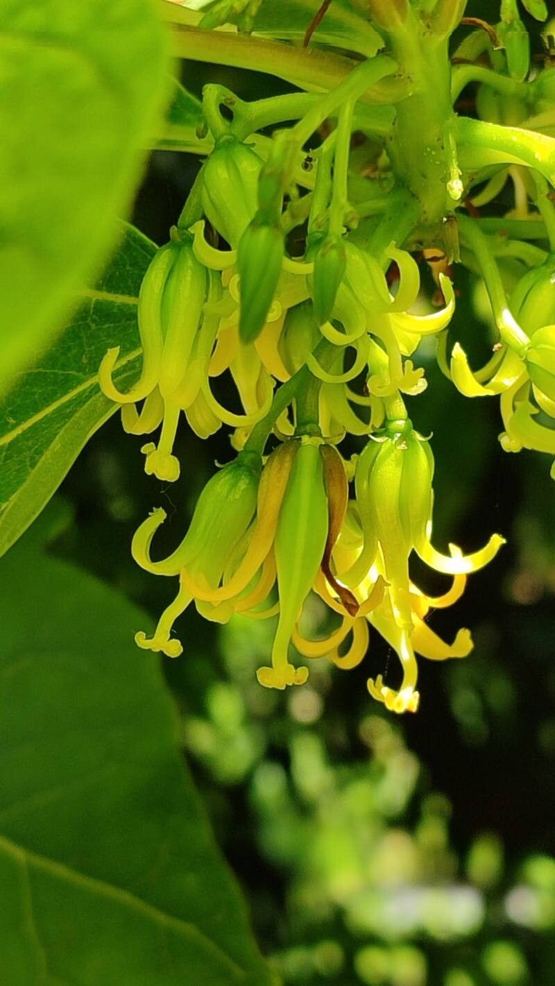 Vasconcellea quercifolia flower