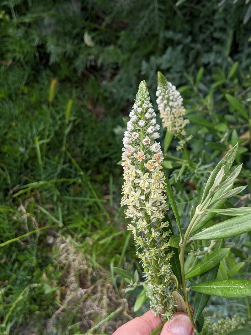 Reseda alba flower