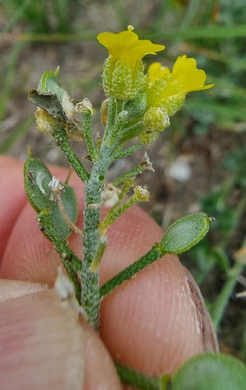 Alyssum loiseleurii flower