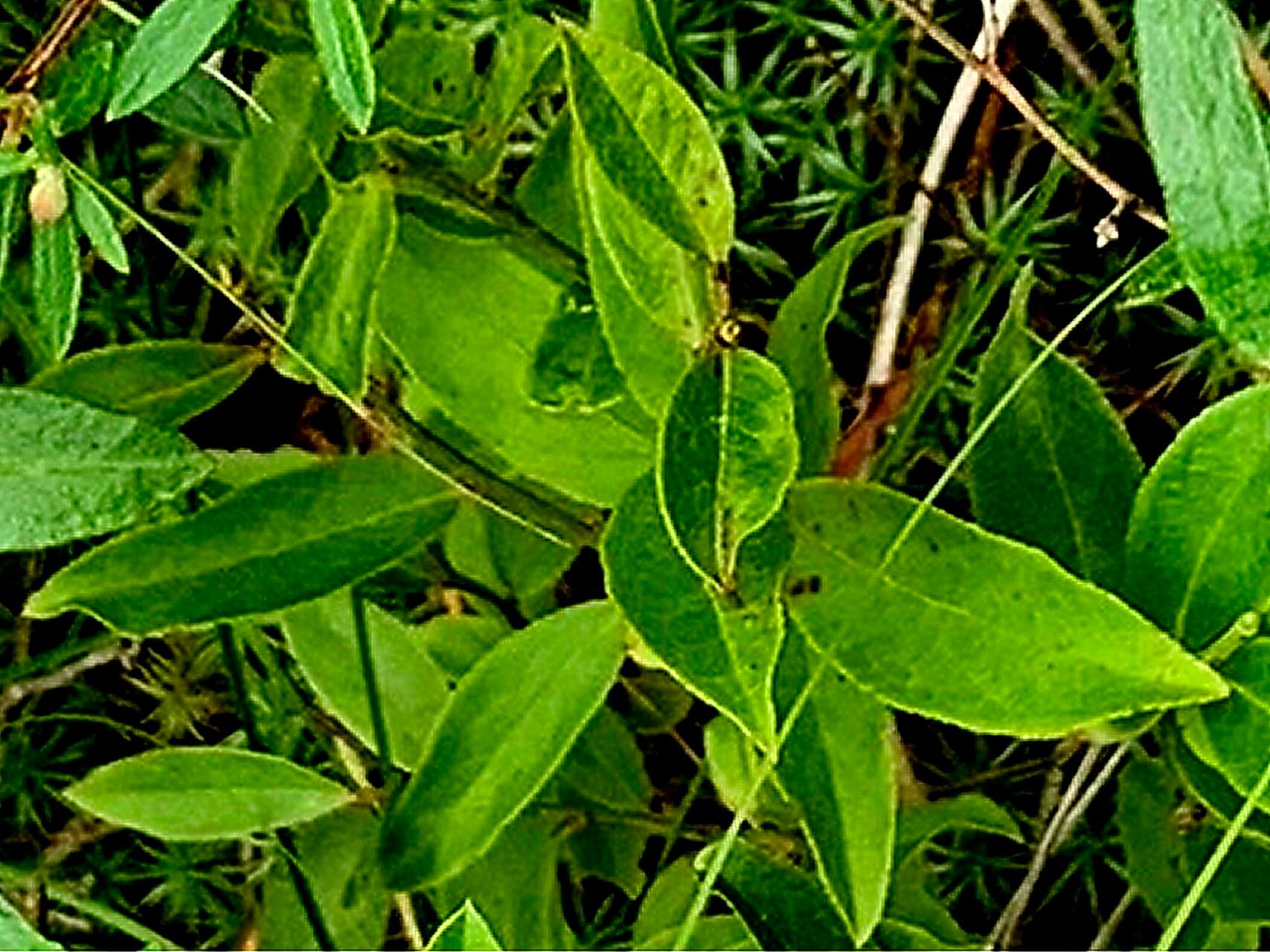 Crocanthemum canadense — houseplant care guide
