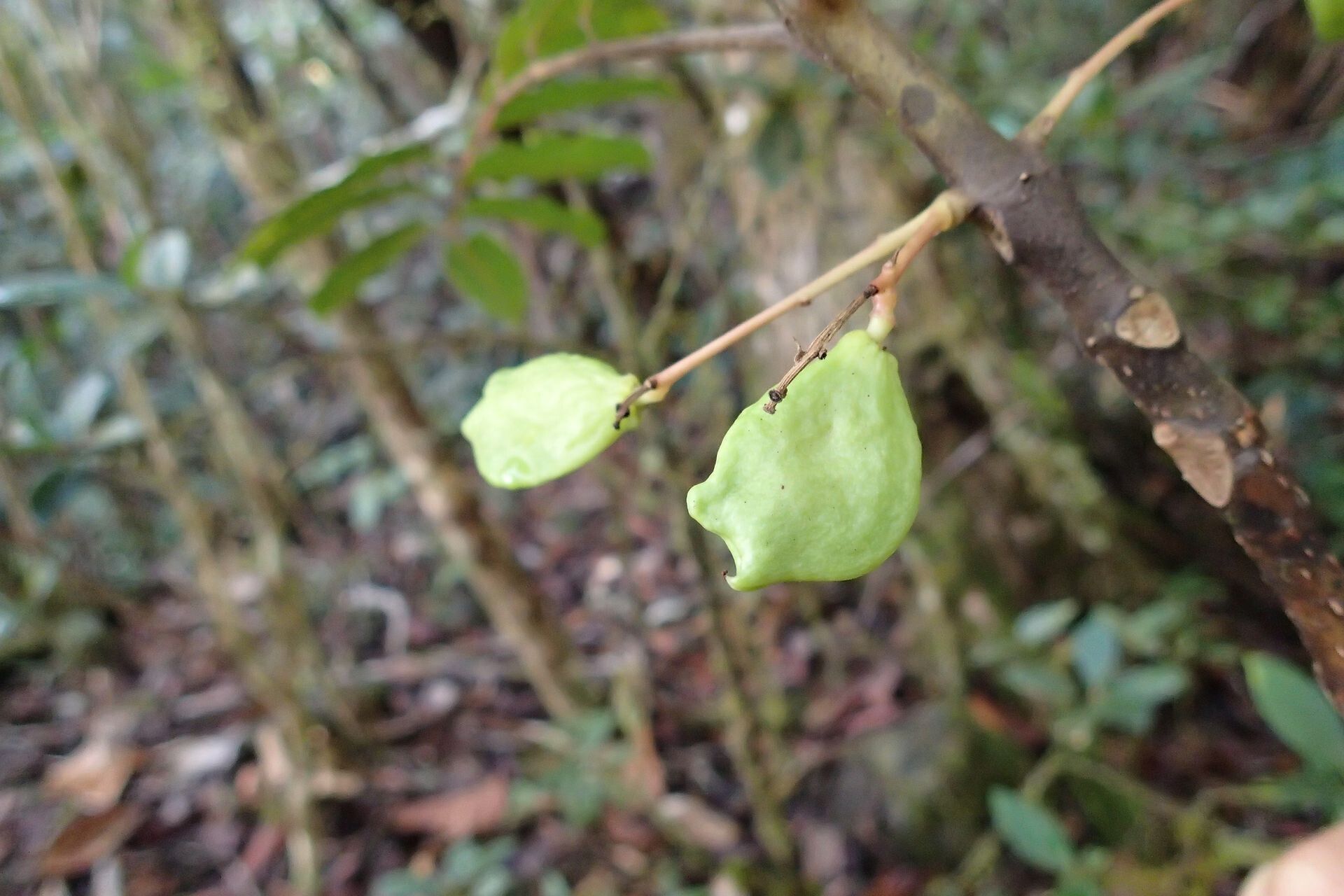 Hooglandia ignambiensis fruit