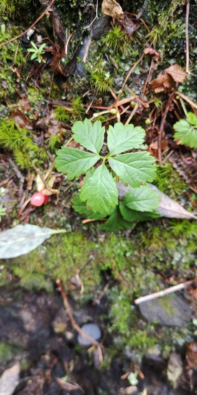 Rubus pedatus — search result for 'Rubus'