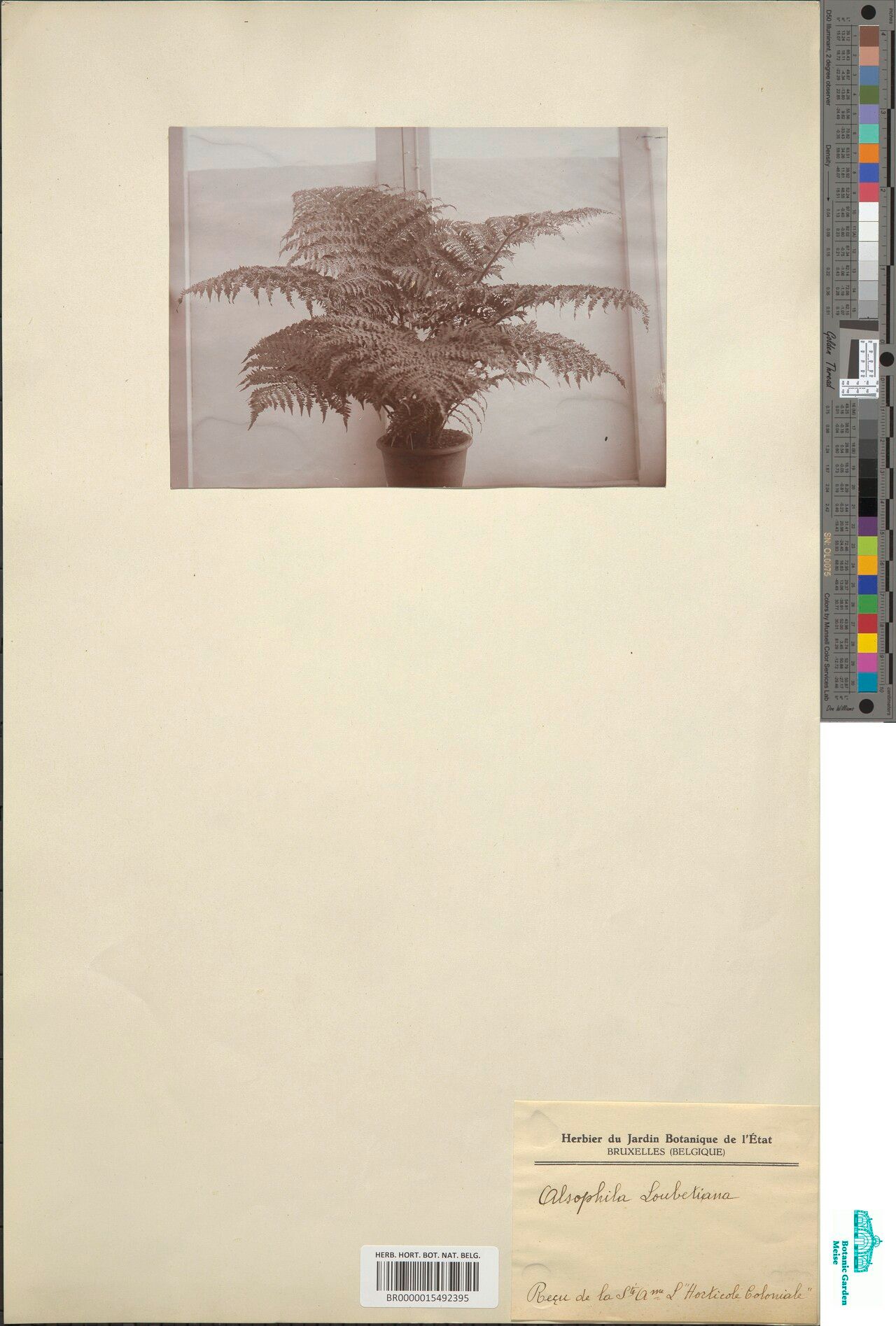 Alsophila loubetiana — houseplant care guide