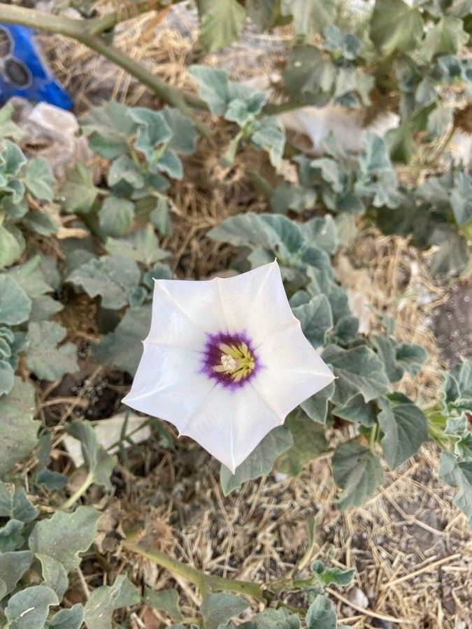 Datura discolor flower