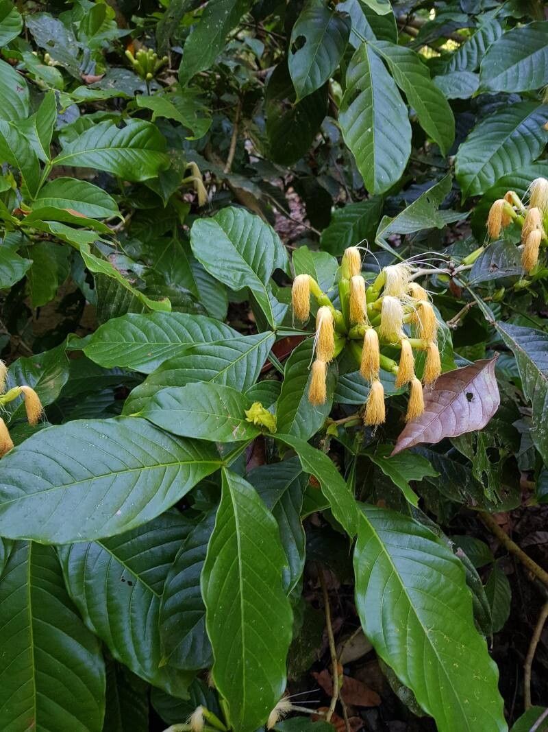 Inga bella — houseplant care guide