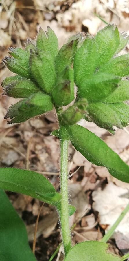 Cynoglossum virginianum fruit
