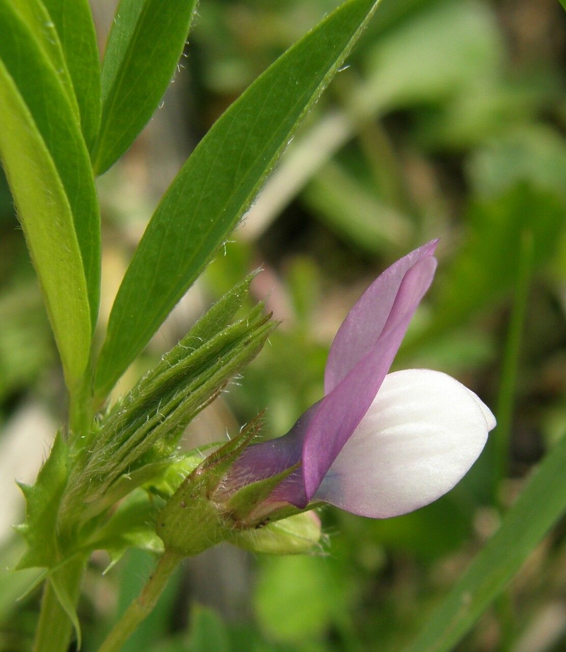 Vicia bithynica flower