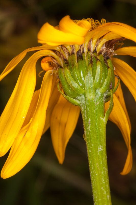 Senecio doronicum bark