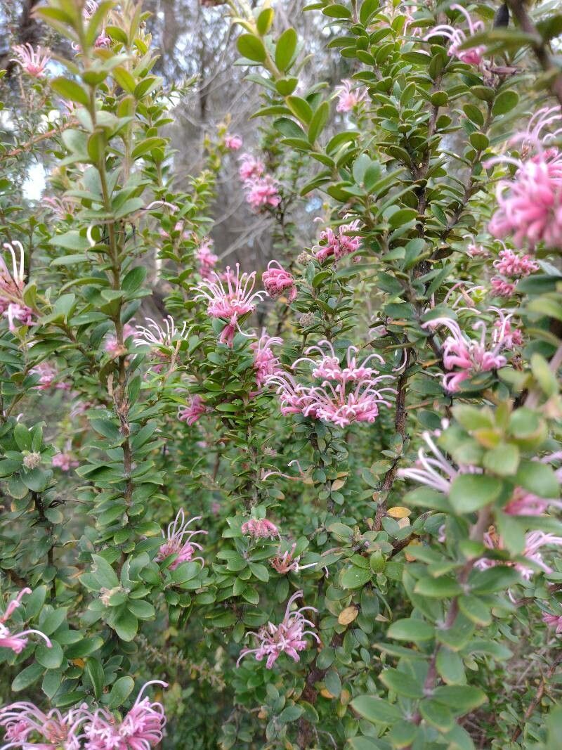 Grevillea sericea habit