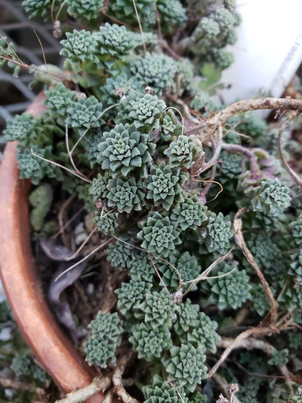 Monanthes subcrassicaulis — houseplant care guide