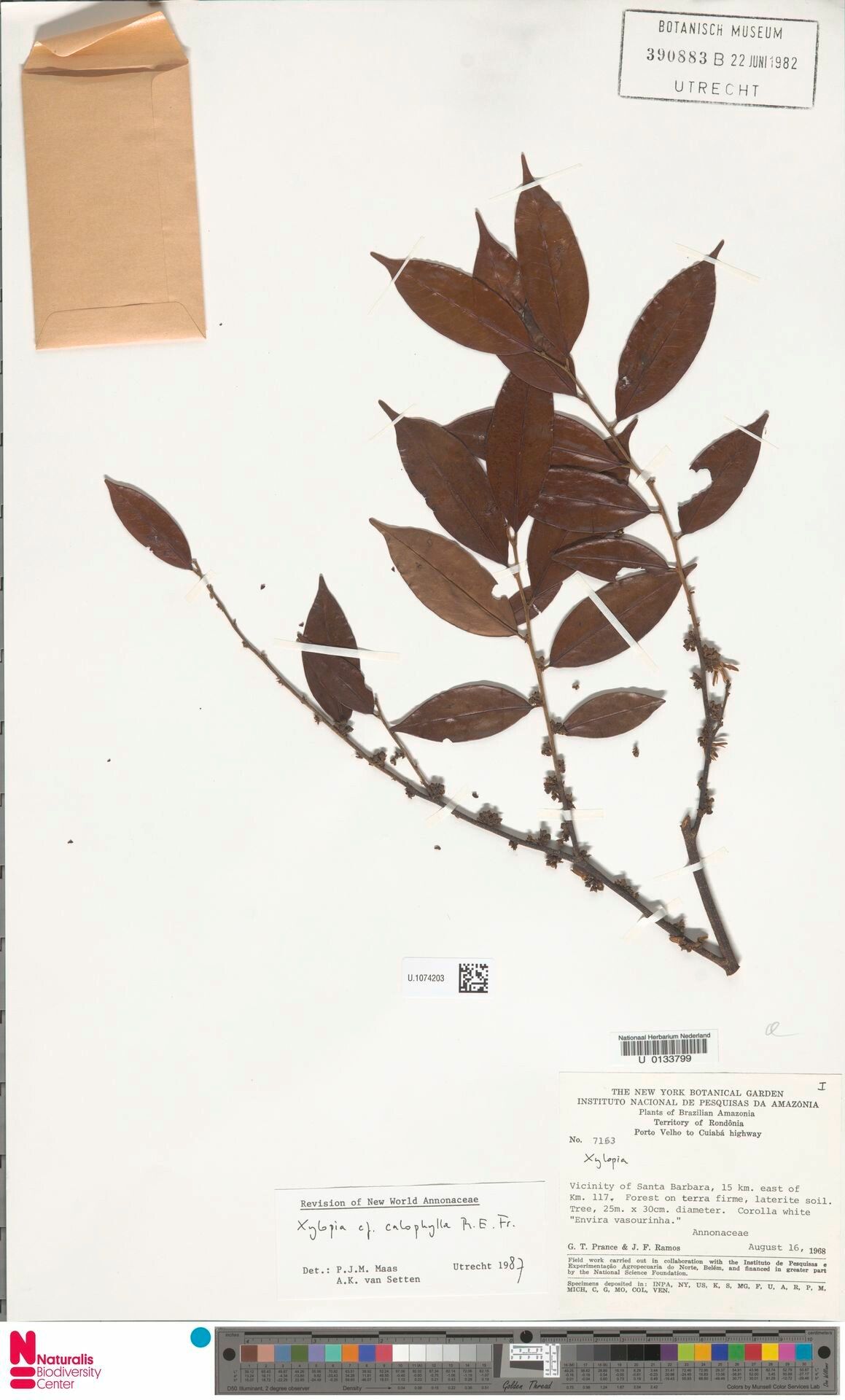 Xylopia calophylla leaf