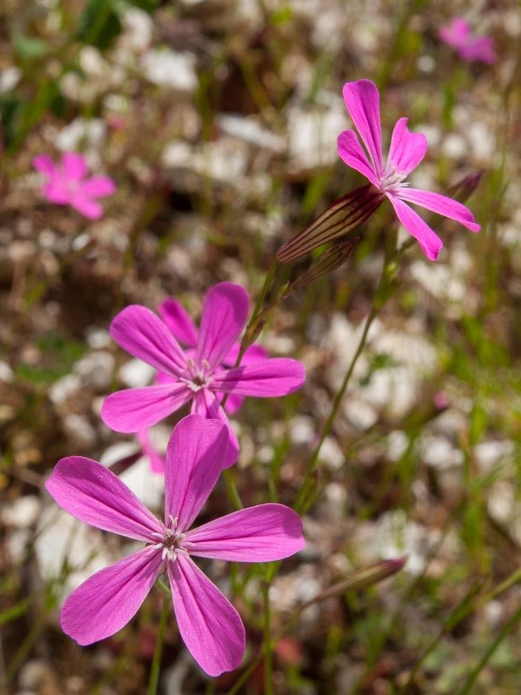 Silene ungeri flower