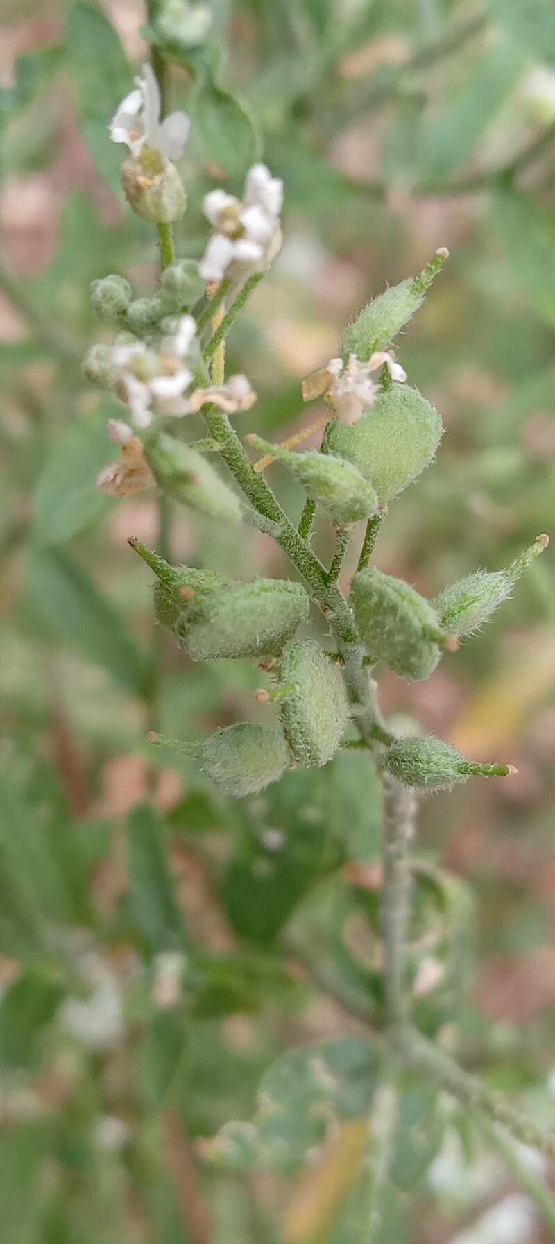 Berteroa incana fruit