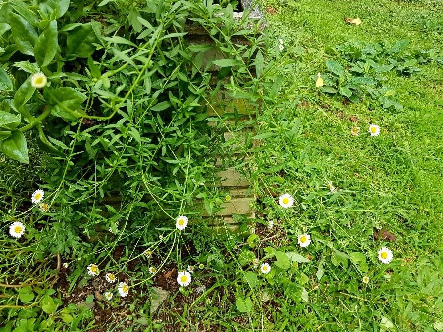 Erigeron modestus — search result for 'Erigeron'