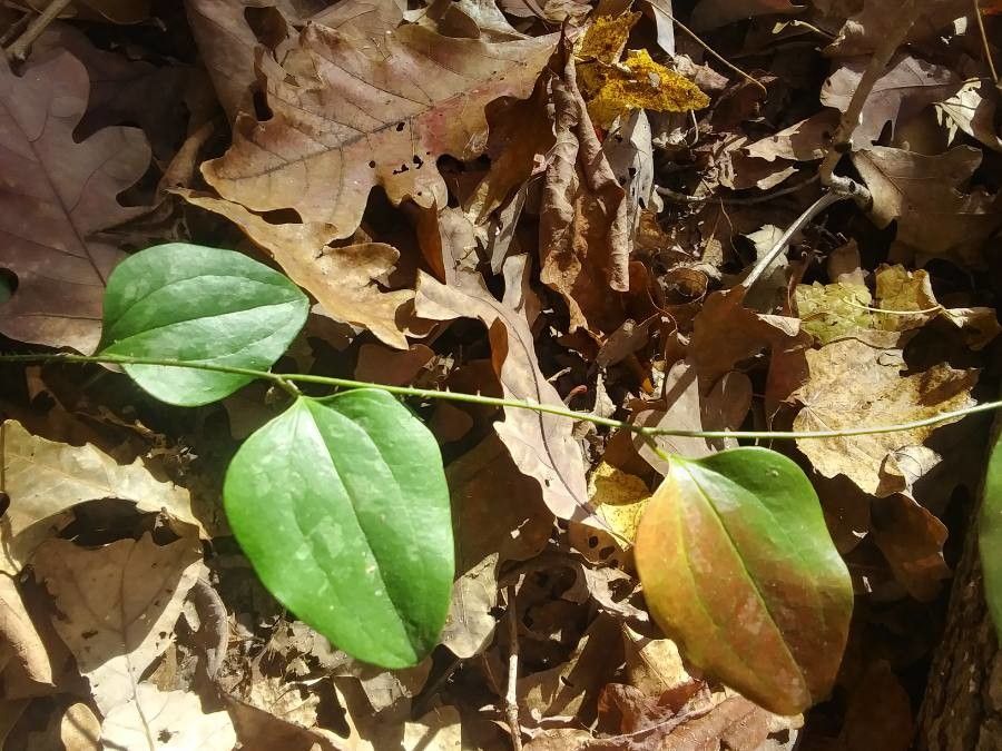 Smilax glauca — unique fruits houseplant