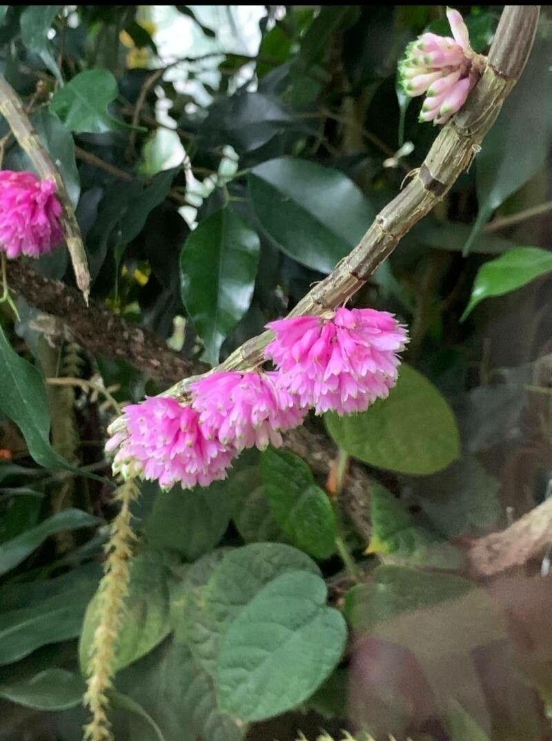 Dendrobium pseudoglomeratum flower
