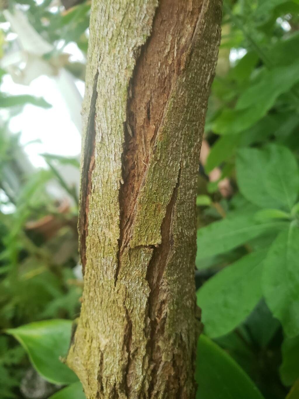 Eucalyptus petiolaris bark