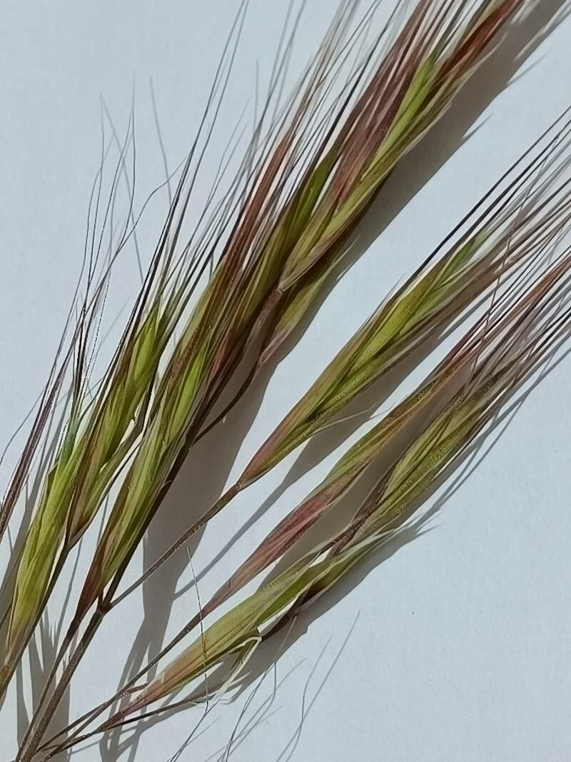 Bromus diandrus flower