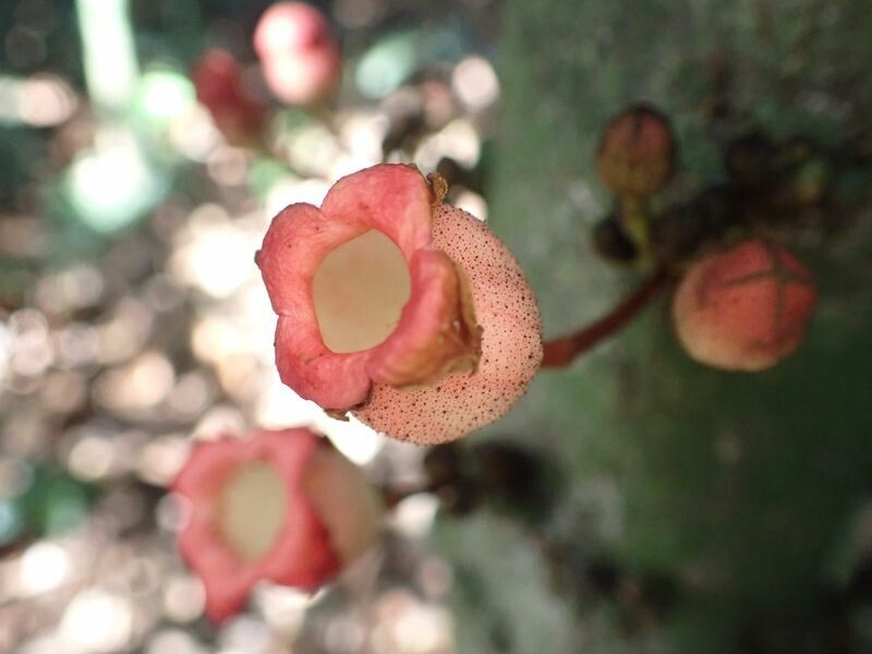 Cola pachycarpa fruit