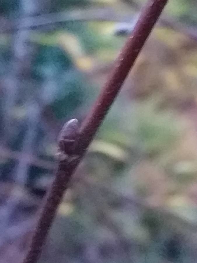 Betula chichibuensis leaf