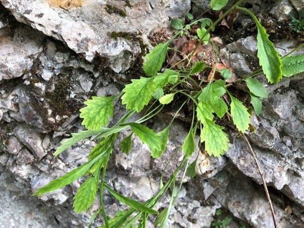 Leucanthemum atratum leaf