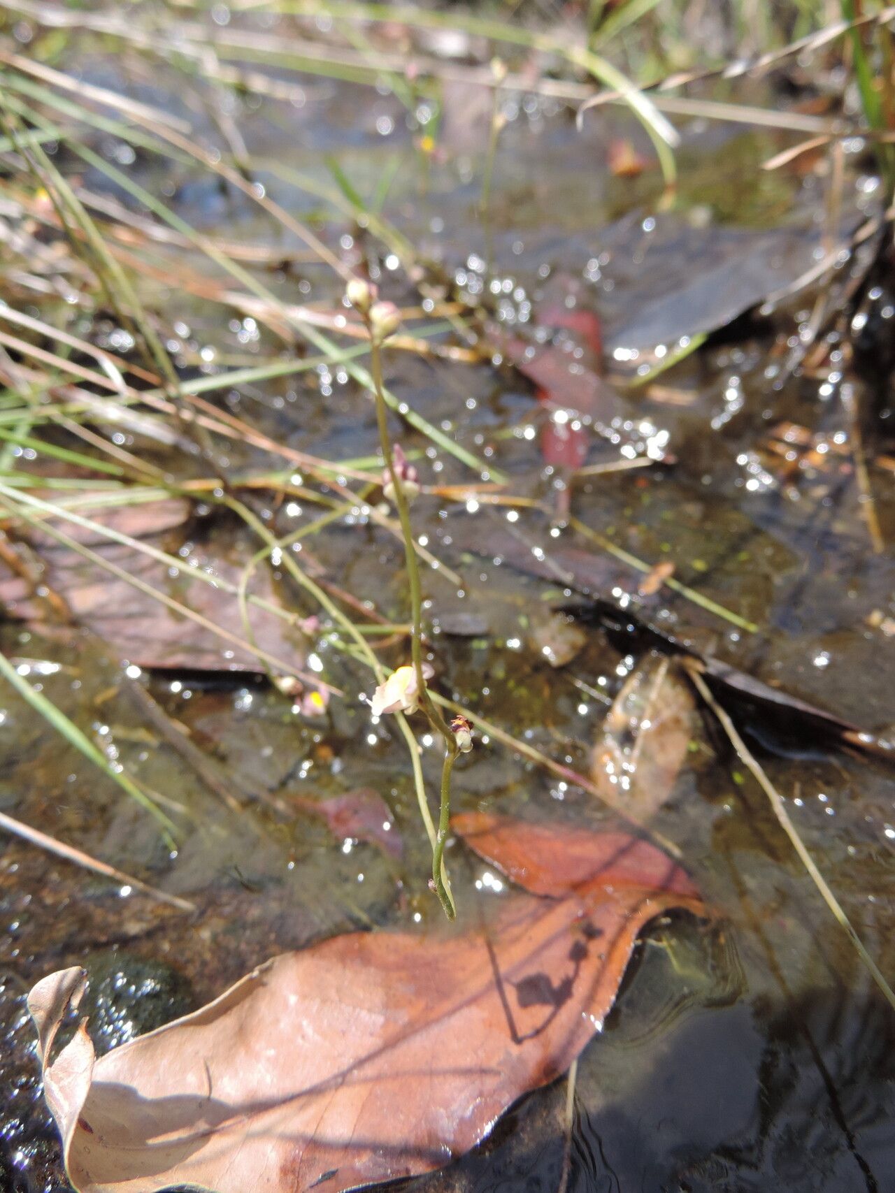 Utricularia welwitschii habit
