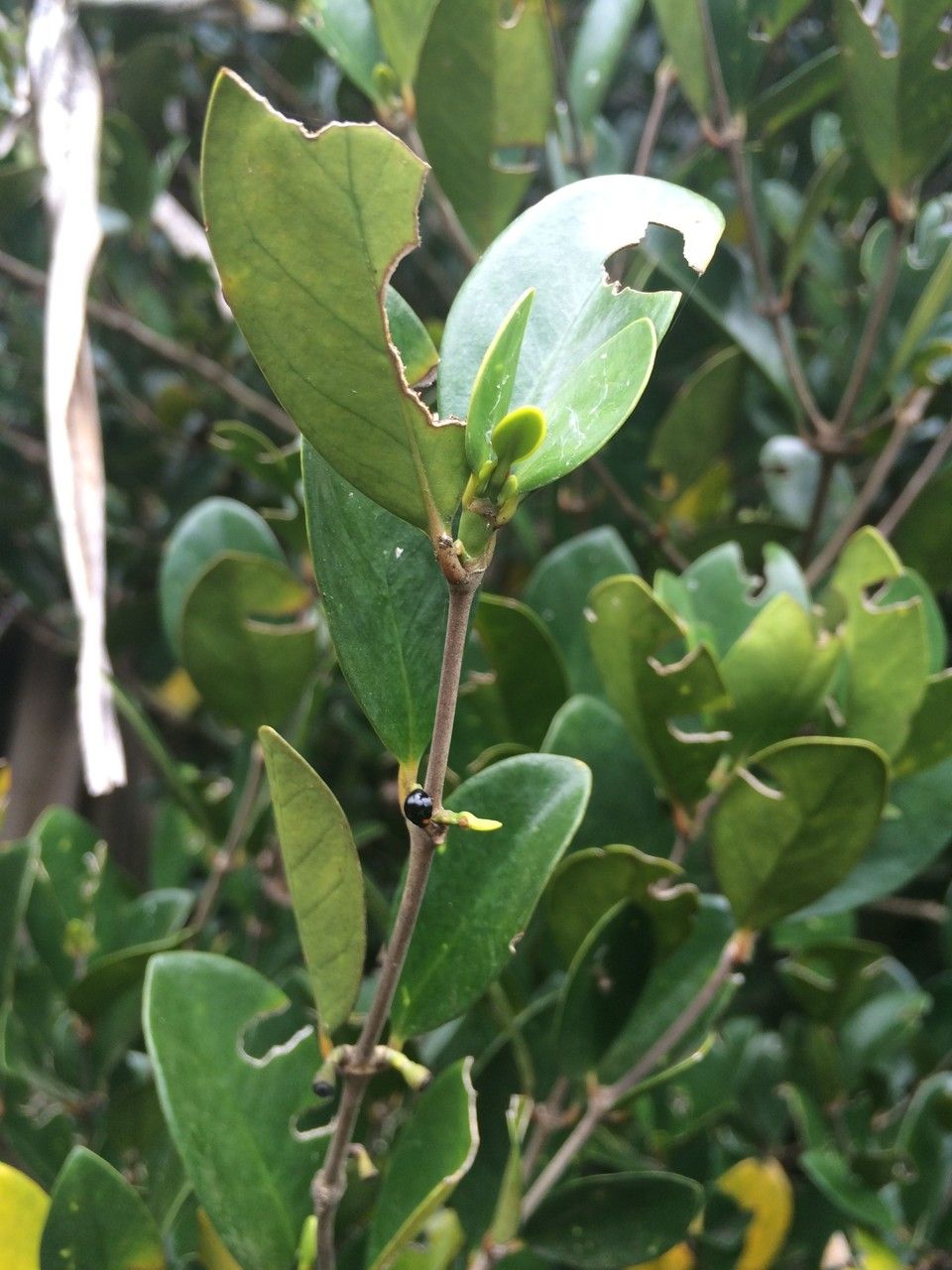 Coffea myrtifolia — search result for 'Coffea'