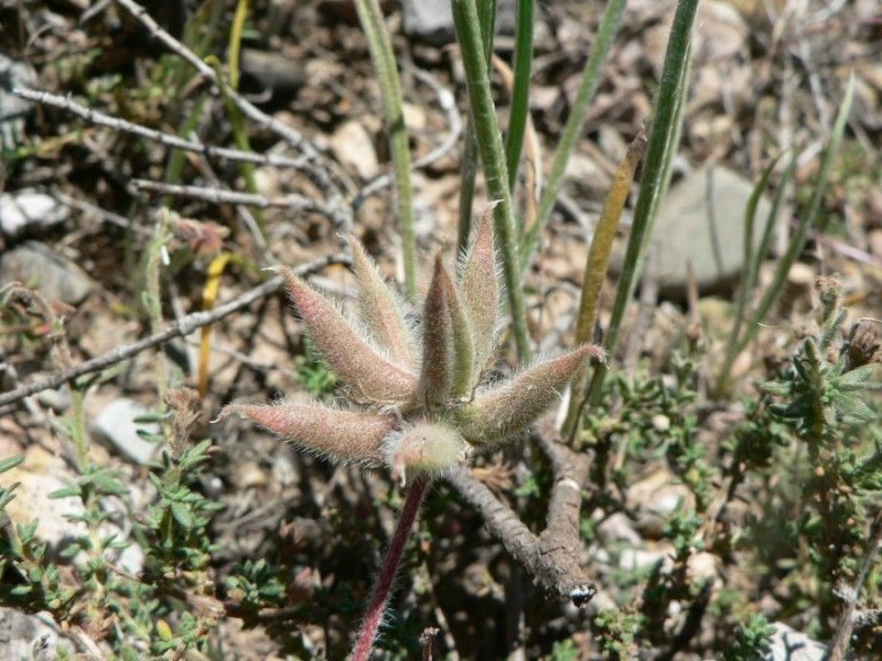 Astragalus stella fruit