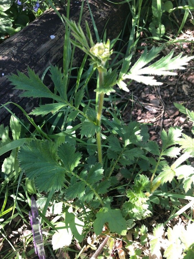 Geum hispidum leaf