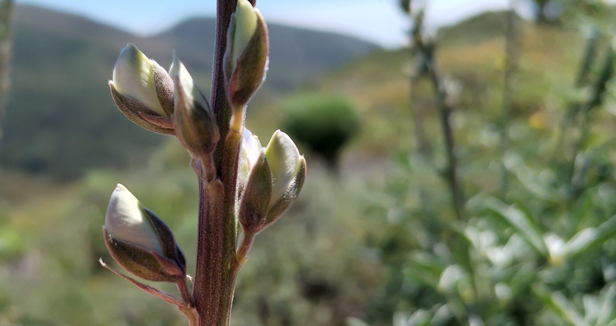 Lupinus longifolius — search result for 'Lupinus'