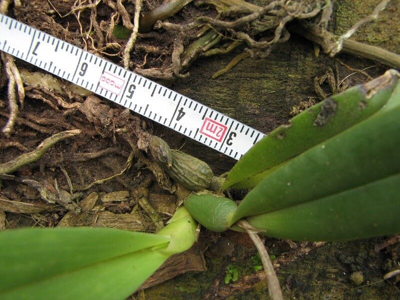 Polystachya lejolyana other