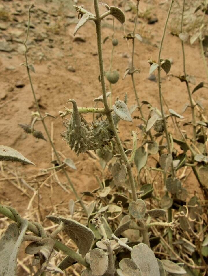 Pergularia tomentosa fruit