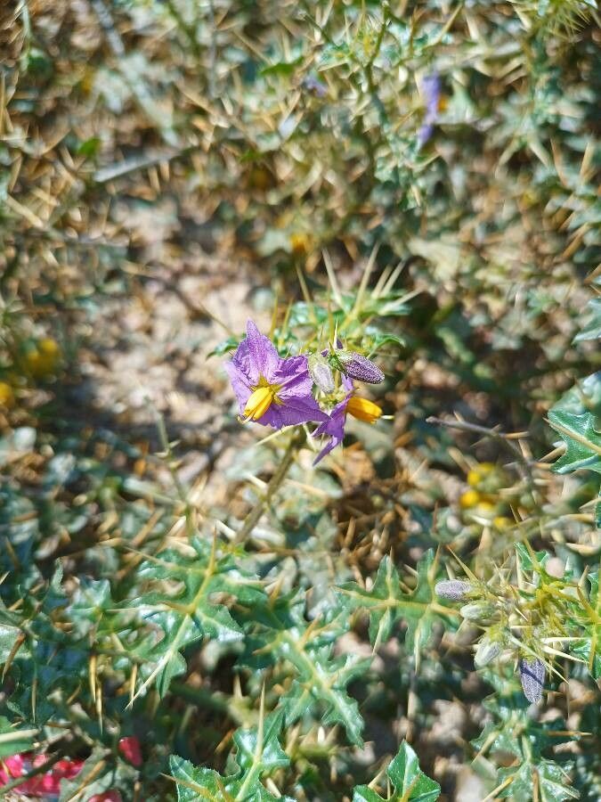 Solanum surattense — houseplant care guide