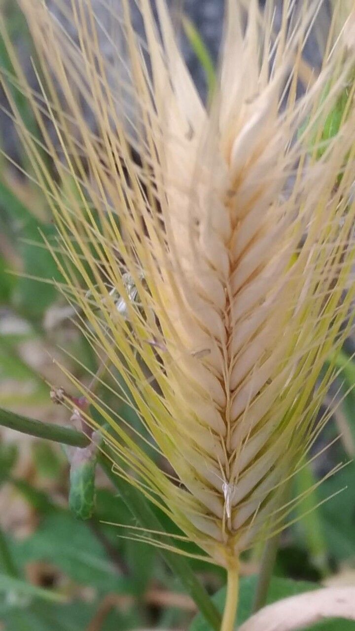 Dasypyrum villosum fruit