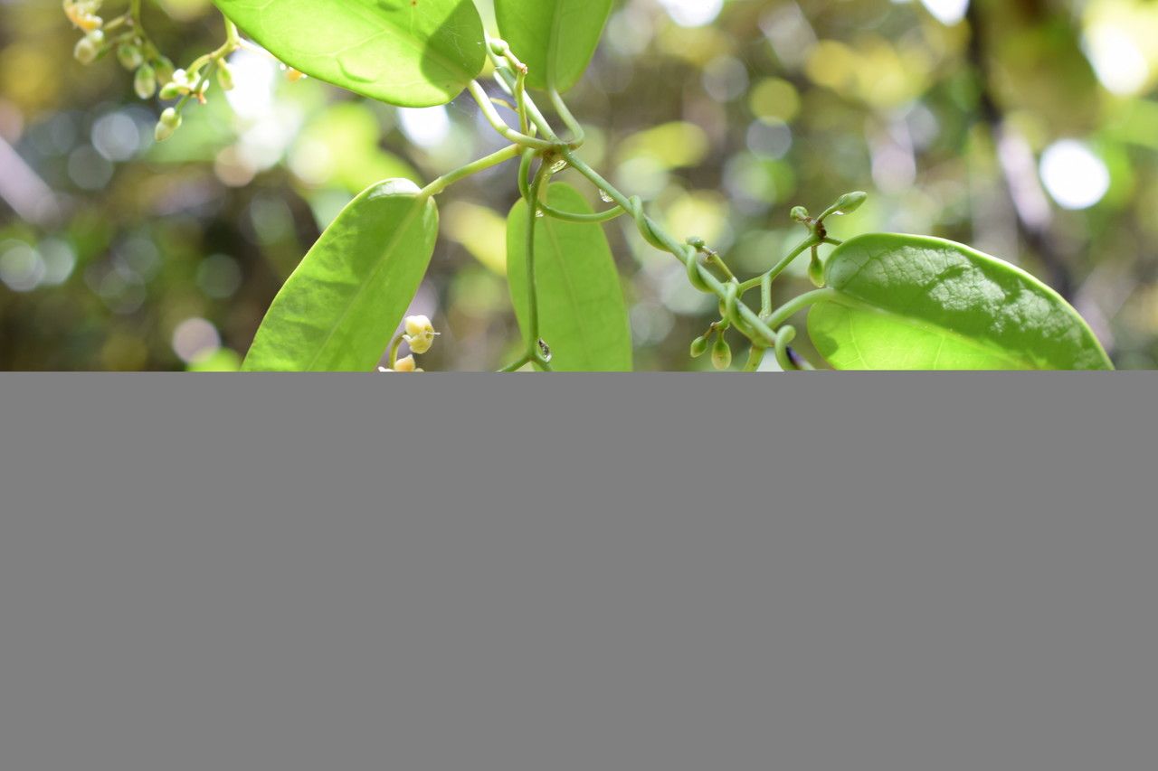 Marsdenia paulforsteri other