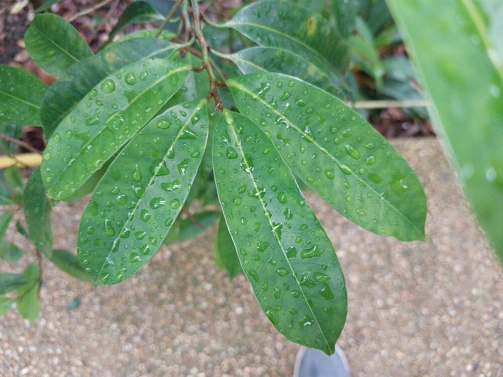 Mimusops andongensis — related species from the same genus