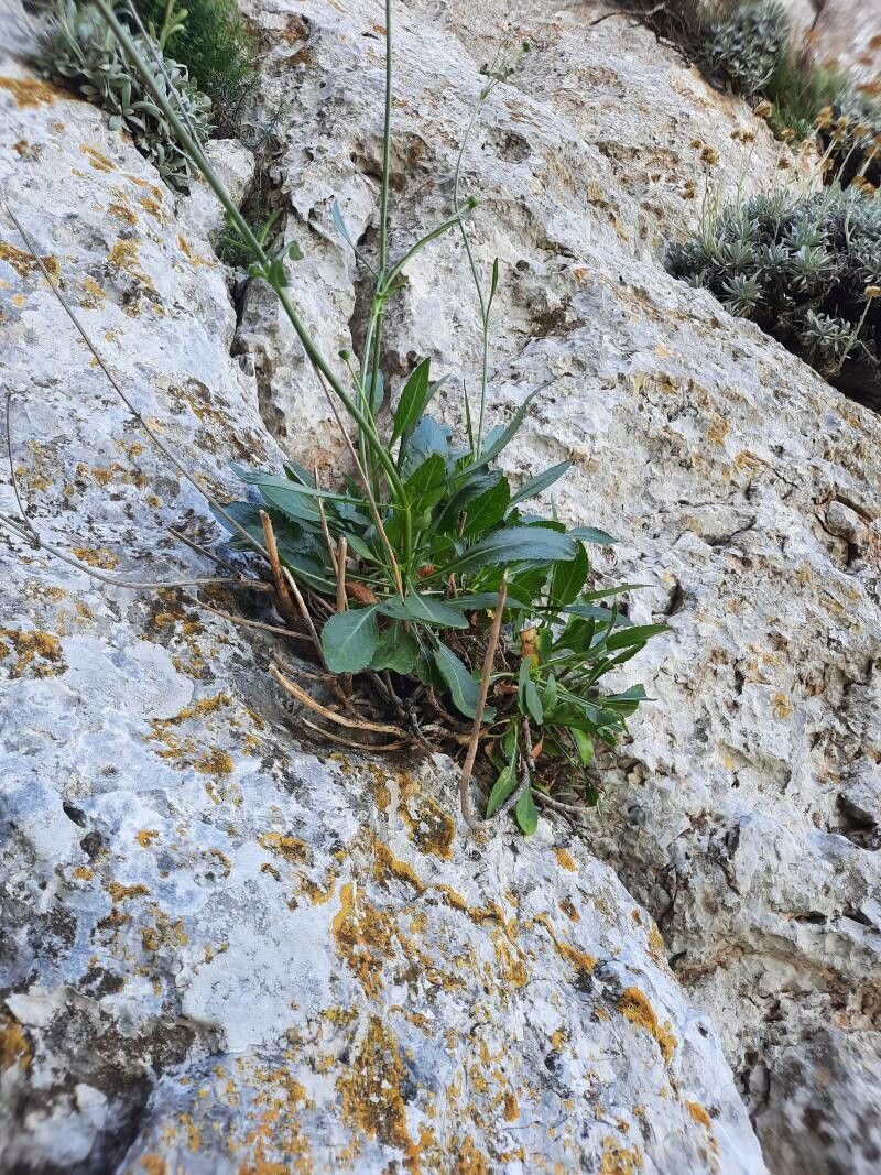 Cephalaria squamiflora — search result for 'Cephalaria'