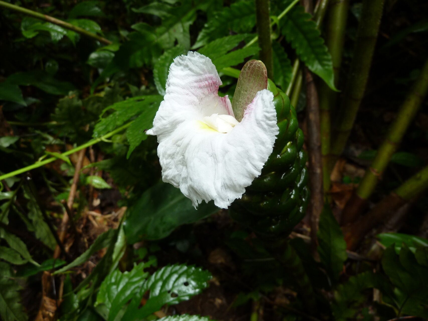 Costus nimba flower