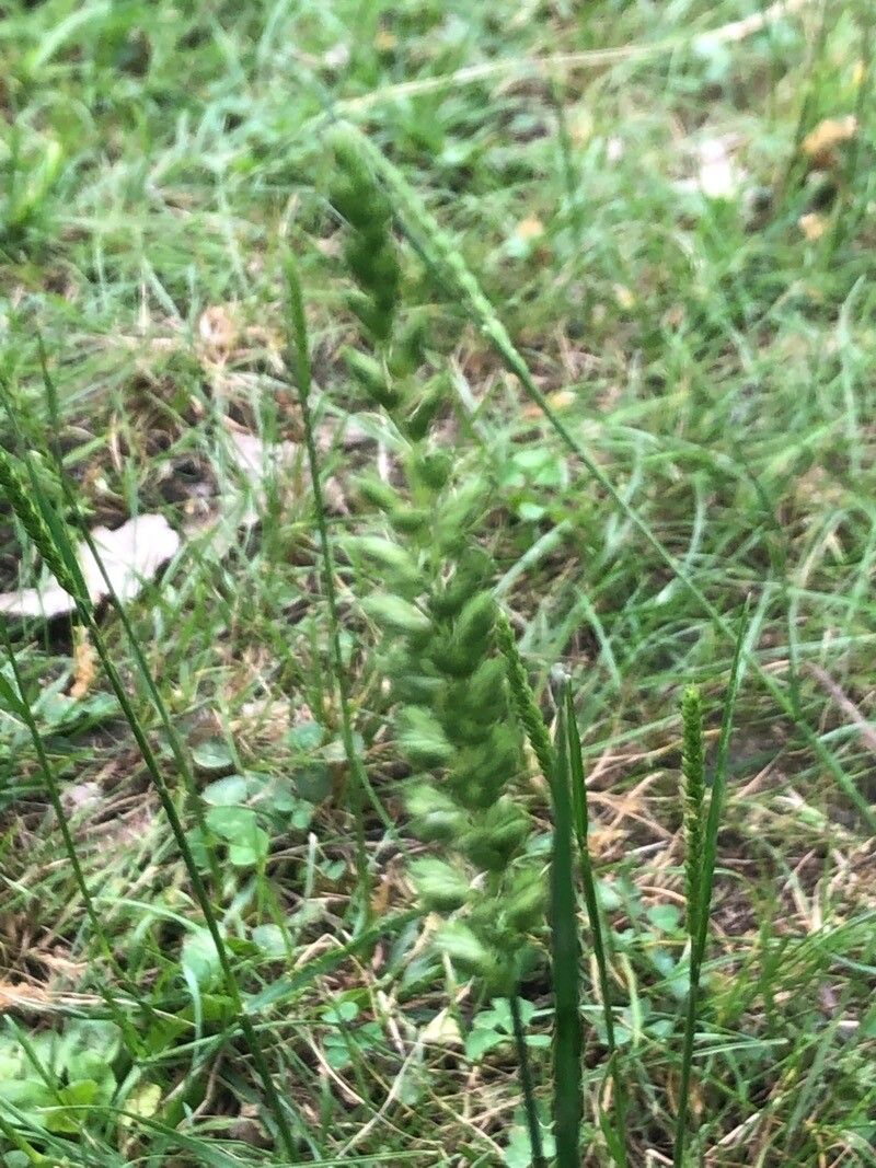 Cynosurus cristatus flower