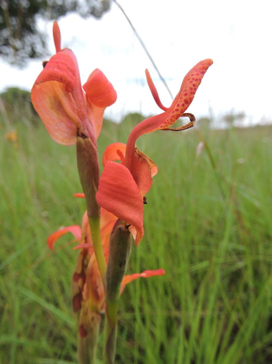 Disa erubescens — houseplant care guide